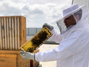 Teaser Bienen bei Würth